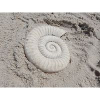 Thumbnail of Ammonite Fossil