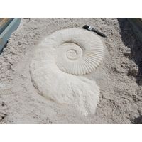 Thumbnail of Large Ammonite Fossil