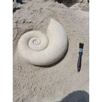 Thumbnail for Nautilus Shell Fossil