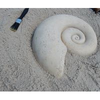 Thumbnail of Nautilus Shell Fossil