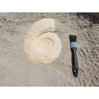 Thumbnail of Small Ammonite Fossil