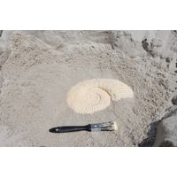Thumbnail of Small Ammonite Fossil
