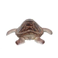 Thumbnail of Hawksbill Sea Turtle