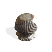 Thumbnail of Seashell Steppers
