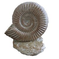 Ammonite Seashell Climber