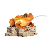 Thumbnail of Colorful Frog on Rock