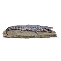 American Alligator on Rock