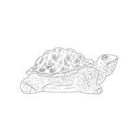 Thumbnail of Tortoise Climber