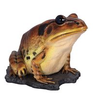 Large Barred Frog