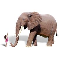 Thumbnail of 8ft African Elephant