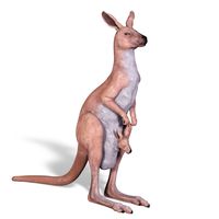 5.5ft Kangaroo with Joey