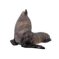 Thumbnail of Fur Seal