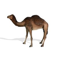 Thumbnail of Dromedary Camel Sculpture